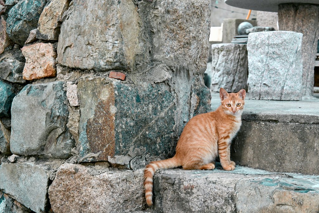 【馬祖旅遊景點】莒光鄉東莒、西莒2天1夜跳島環島懶人包 @女子的休假計劃