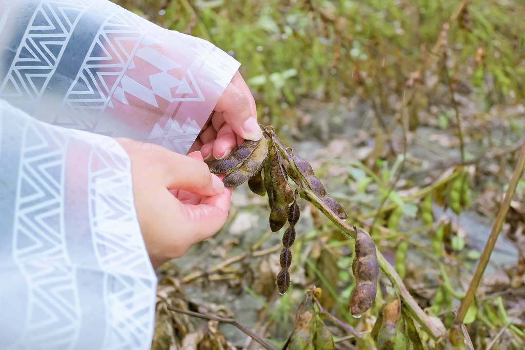 【2020國產雜糧十大經典體驗路線】花蓮瑪布隆農場：在地特色黑豆茶DIY、農事體驗 /光豐地區農會 @女子的休假計劃