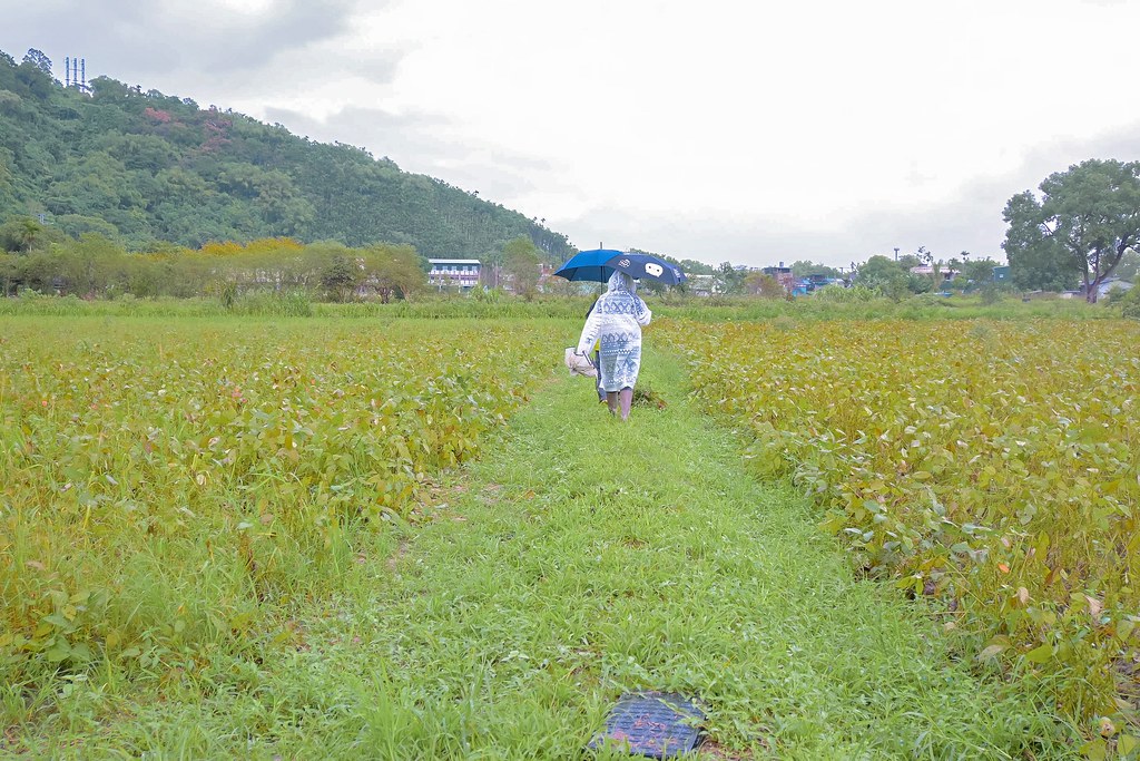 【2020國產雜糧十大經典體驗路線】花蓮瑪布隆農場：在地特色黑豆茶DIY、農事體驗 /光豐地區農會 @女子的休假計劃