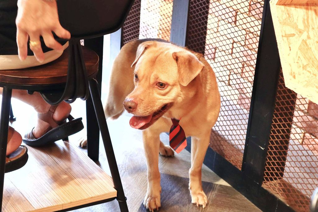 暫停營業【新北中和】Dog Boss寵物友善餐廳，五隻可愛貴賓狗駐店還有客製化寵物蛋糕 |寵物餐廳 @女子的休假計劃