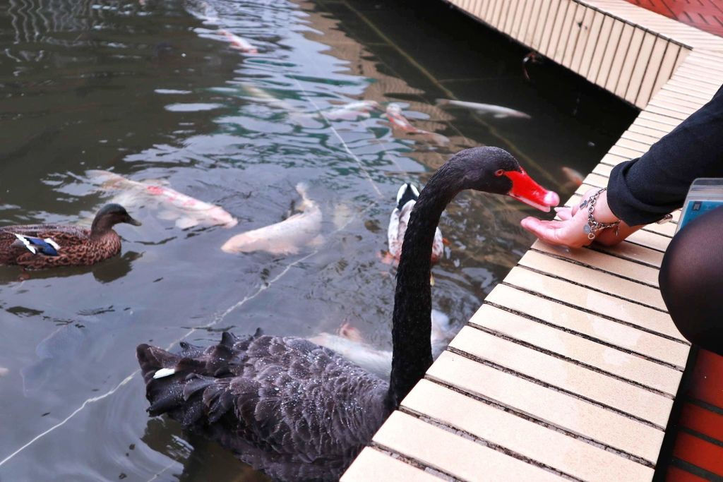 【新北金山】朱銘美術館 /人間系列芭蕾 /有藝思動物園 @女子的休假計劃