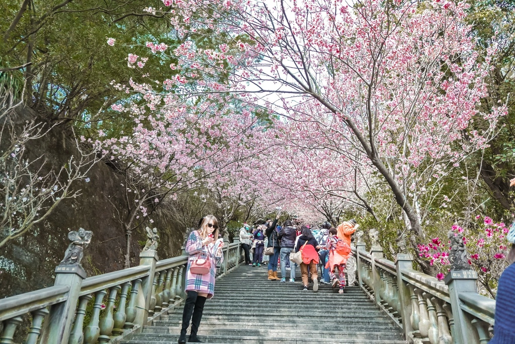 碧山巖櫻花｜櫻花隧道淡粉色椿寒櫻紛飛(台北賞櫻景點) @女子的休假計劃