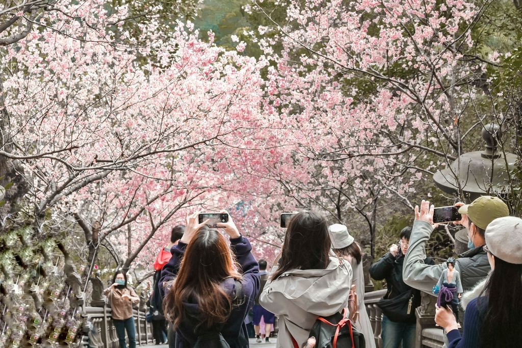 【台北賞櫻景點】內湖碧山巖：淡粉色椿寒櫻紛飛，像極了愛情。 @女子的休假計劃
