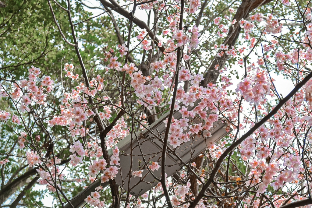 碧山巖櫻花｜櫻花隧道淡粉色椿寒櫻紛飛(台北賞櫻景點) @女子的休假計劃