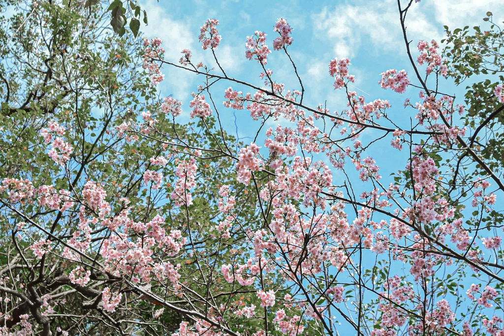 碧山巖櫻花｜櫻花隧道淡粉色椿寒櫻紛飛(台北賞櫻景點) @女子的休假計劃