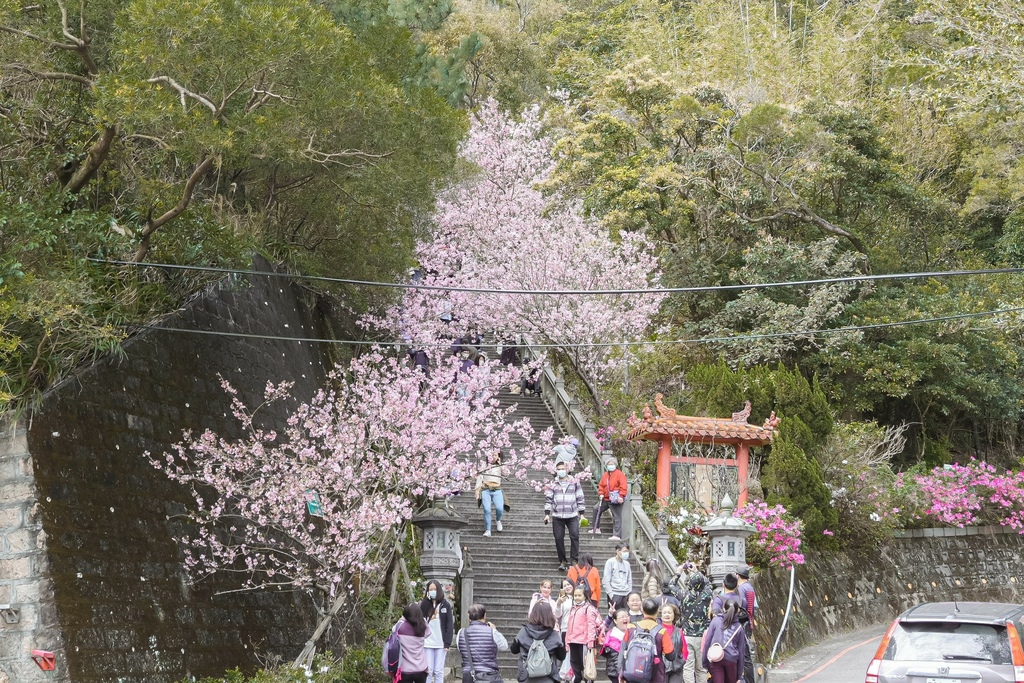 碧山巖櫻花｜櫻花隧道淡粉色椿寒櫻紛飛(台北賞櫻景點) @女子的休假計劃