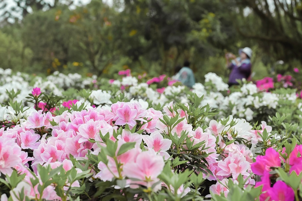 免費繡球花景點｜大安森林公園城市浪漫春色搭捷運就到(交通) @女子的休假計劃